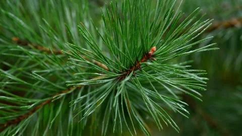 Scenic Close Up of Lush Pine Tree Branches in Winter Forest Stock-Footage 344405216