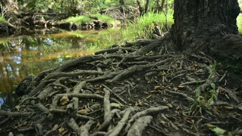 Scenic close up view of tree roots along the flowing river Stock Footage 144896002