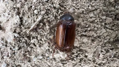 Scenic closeup of beetle consumed by ants a teamwork swarm tissue chew insect Stock Footage 338053946