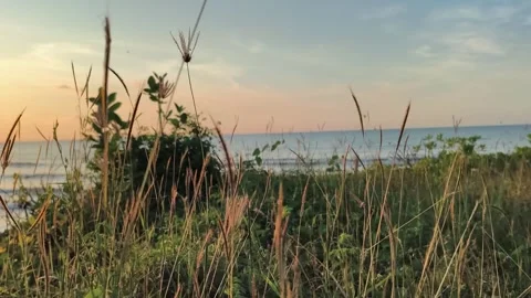 Scenic Coastal Grass at Sunset Overlooking Ocean Beach Stock Footage 340416129