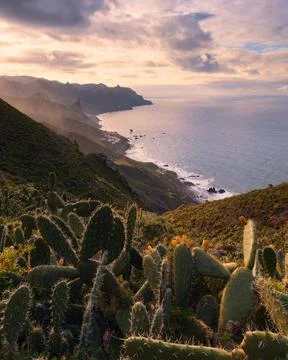 Scenic coastal landscape with dramatic cliffs and cactus at sunset, Tenerife, Stock Photos