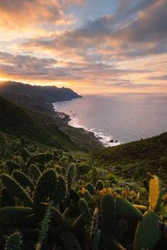 Scenic coastal landscape with dramatic cliffs and cactus at sunset, Tenerife, Stock Photos