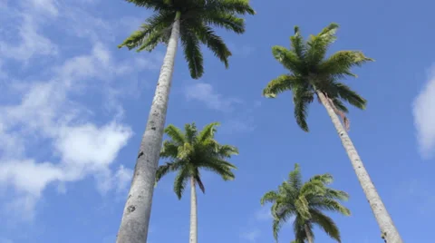 Scenic Coconut Trees and Blue Sky Stock Footage 27465997