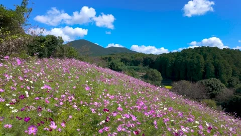 Scenic Cosmos Blossoms Swaying Under Blue Sky Stock Footage 336972154
