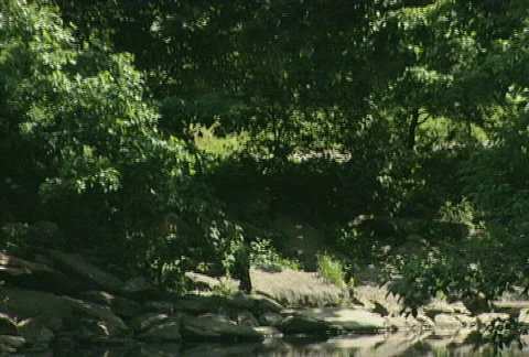 Scenic Creek Stock Footage