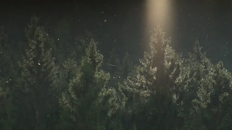 Scenic dark forest with ray of light and millions of insects flying Stock Footage 59318980