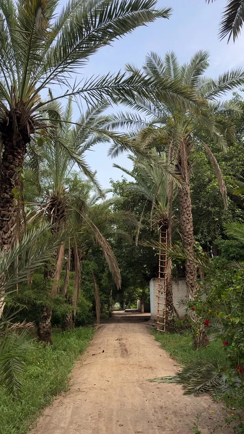 Scenic Dirt Path Passing Through Date Palm Trees Stock Footage 337794802