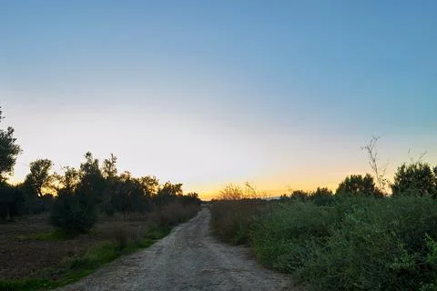 Scenic Dirt Path Through Lush Greenery at Sunset in a Serene Landscape Stock Photos