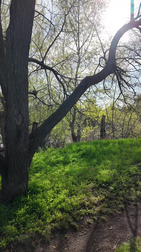 Scenic dirt path winds along a riverbank in a lush park on a sunny spring d.. Stock Footage 333303227