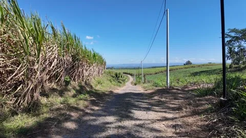Scenic Dirt Road Surrounded by Lush Greenery and Blue Sky Stock Footage 345201505
