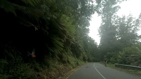 Scenic Drive with Rosellas Stock Footage 100800573