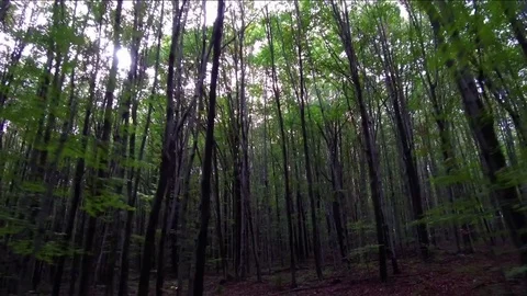 Scenic drive through forest. Video stock 78626130