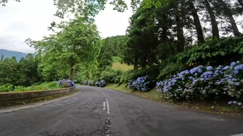 Scenic Drive Through Lush Greenery in Sao Miguel, Azores Stock Footage 329479862