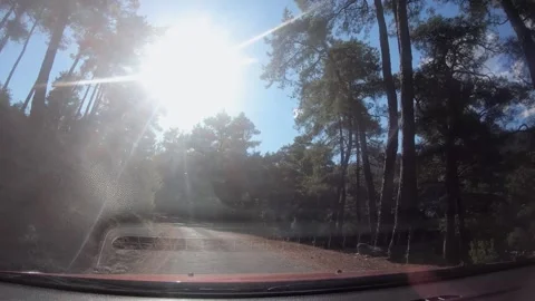 Scenic drive through a sunlit forest road, showcasing vibrant trees and nature Stock Footage 321054181