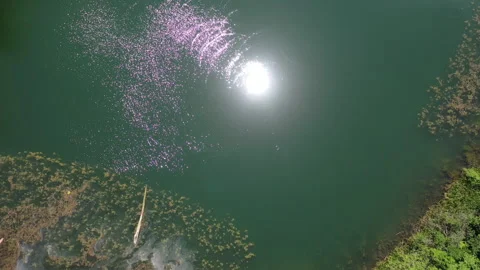 Scenic Drone Flight Over Remote Forest Lake Video stock 312758616