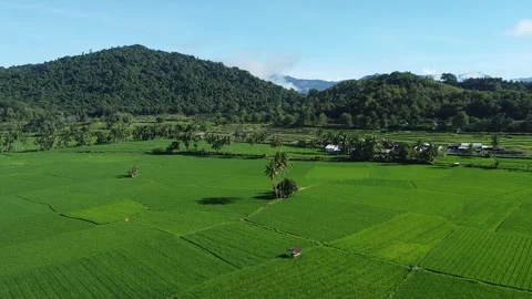 Scenic Drone Footage of Rice Fields and Hills Landscape Video stock 332554478