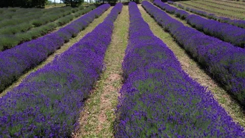 Scenic drone shot showing structured rows of blooming purple lavender Stock Footage 338031337