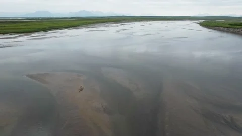 Scenic Drone shot of a wolf hunting salmon in a shallow lagoon of in the Stock Footage 233082020
