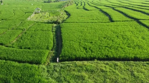 Scenic Drone View of Lush Paddy Fields in Bali Countryside Video stock 332201277