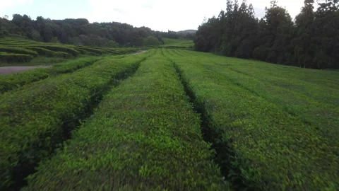 Scenic Drone View of Rolling Terraced Tea Plantation in Azores 库存影片 301735577