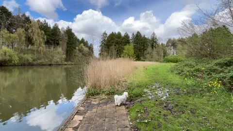 Scenic Dutch Park Water Reflection with Wildlife and Fresh Greenery Stock-Footage 334149920