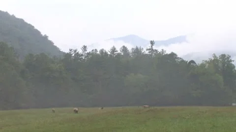 Scenic elk Stock Footage 8945736