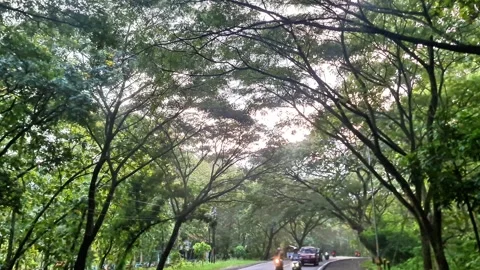 Scenic Emerald Canopy Driving Through a Lush Tropical Forest Tunnel Video stock 331431004