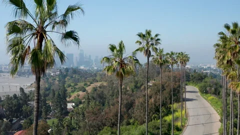 Scenic establish view of palm tree lined road in Los Angeles park and downtown Stock Footage 273834639