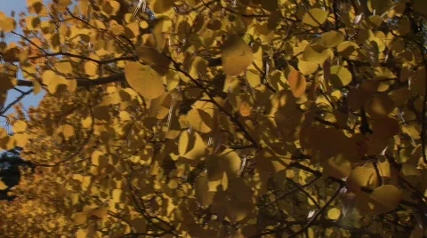Scenic fall 906 15 動画素材 379412