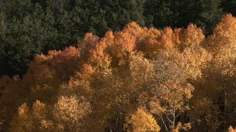 Scenic fall 906 17 Vídeo Stock 379415