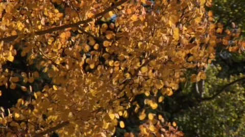 Scenic fall 906 24 Stockbeeldmateriaal 379422