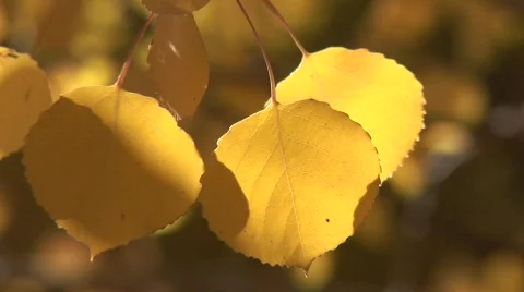 Scenic fall 906 3 動画素材 379399