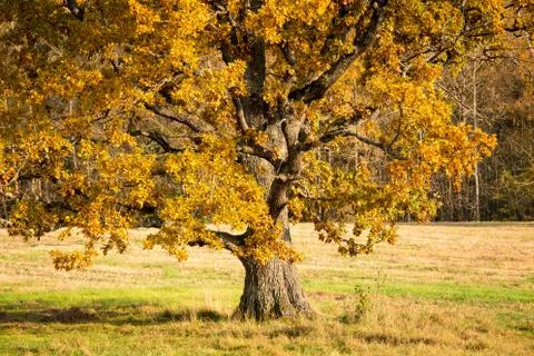 Scenic fall background Stock Photos