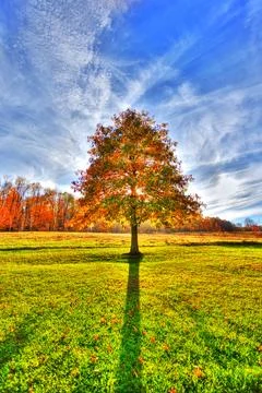 Scenic fall leaves single tree Stock Photos