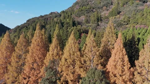 Scenic Fall Mountains and Forests – Cinematic Drone View Stock Footage 336961333