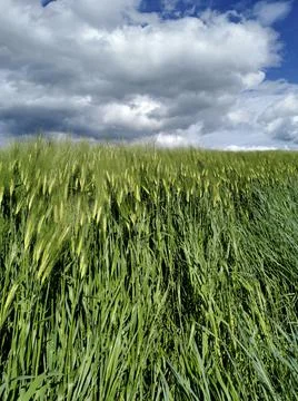 Scenic field of barley in the background of the dramatic sky Stock Photos