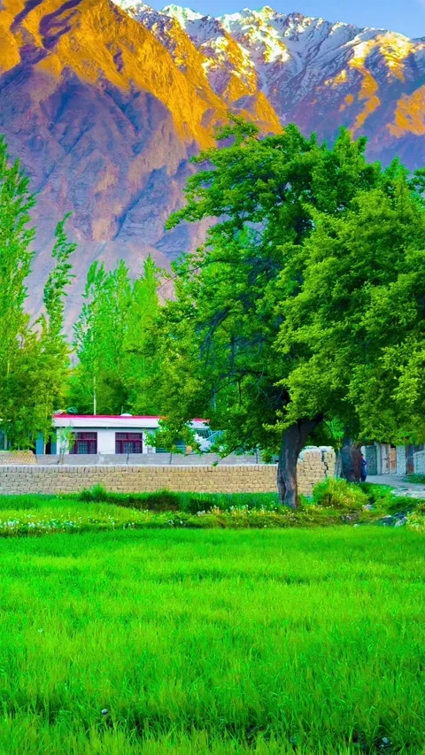Scenic Fields with Snowy Mountain Backdrop. Stock Footage 321955697