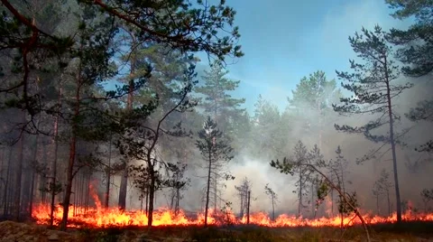 Scenic Fire and thick smoke destroy wild pine forest. Stock Footage 52116255
