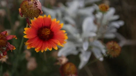 Scenic Flowers Stock Footage 40814672