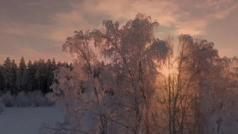 Scenic fly behind many large birches extensively covered by hoarfrost and h.. Stock Footage 264766104