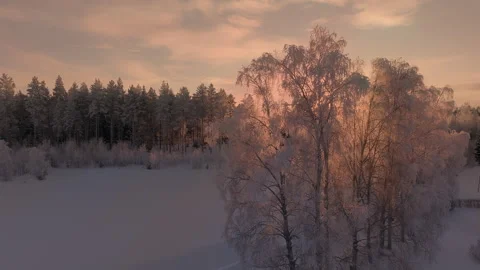 Scenic fly behind many large birches extensively covered by hoarfrost and h.. Stock Footage 264766289
