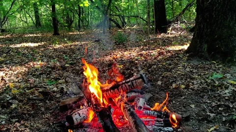 Scenic Forest Campfire Video Loop 库存影片 342504891