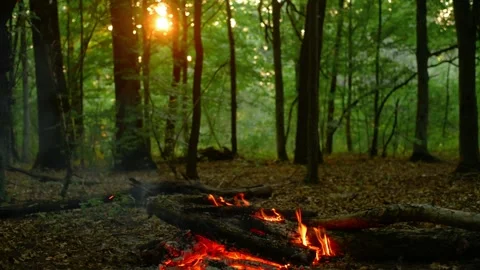 Scenic Forest Campfire Video Loop 库存影片 342505138