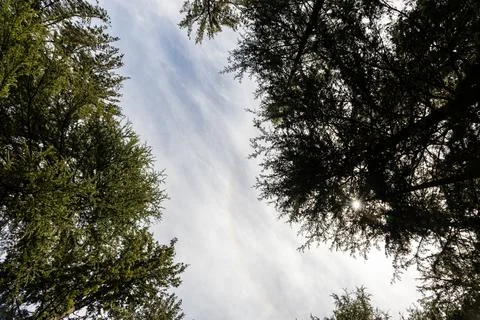 Scenic Forest Canopy With Tall pine Trees Framing a Clear Sky in Forest Lan.. Stock Photos