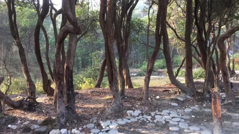 Scenic Forest Clearing with Unique Slanted Trees in Mountain Park Stockbeeldmateriaal 346814538