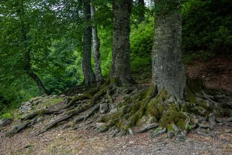 Scenic forest consisting of trees framed by leaves. The roots of the old tree Stock Photos