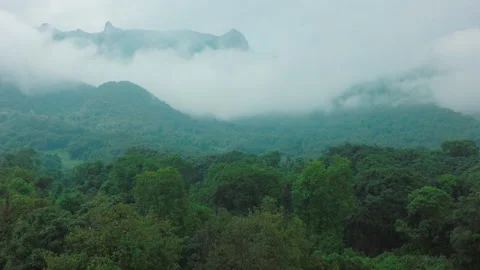 Scenic forest covered by dense clouds, Ethiopia Stock-Footage 138891675