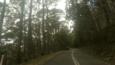 Scenic Forest Drive Stock Footage 100743915