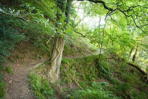 Scenic forest footpath in Hackfall Woods UK Foto stock