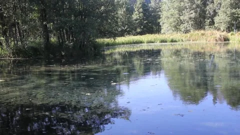 Scenic Forest Lagoon Surrounded by Dense Trees and Reeds at Minho River Sour Видео 340667007